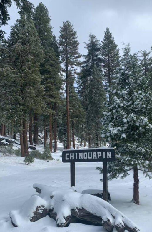 Chinquapin sign with trees and snow in background
